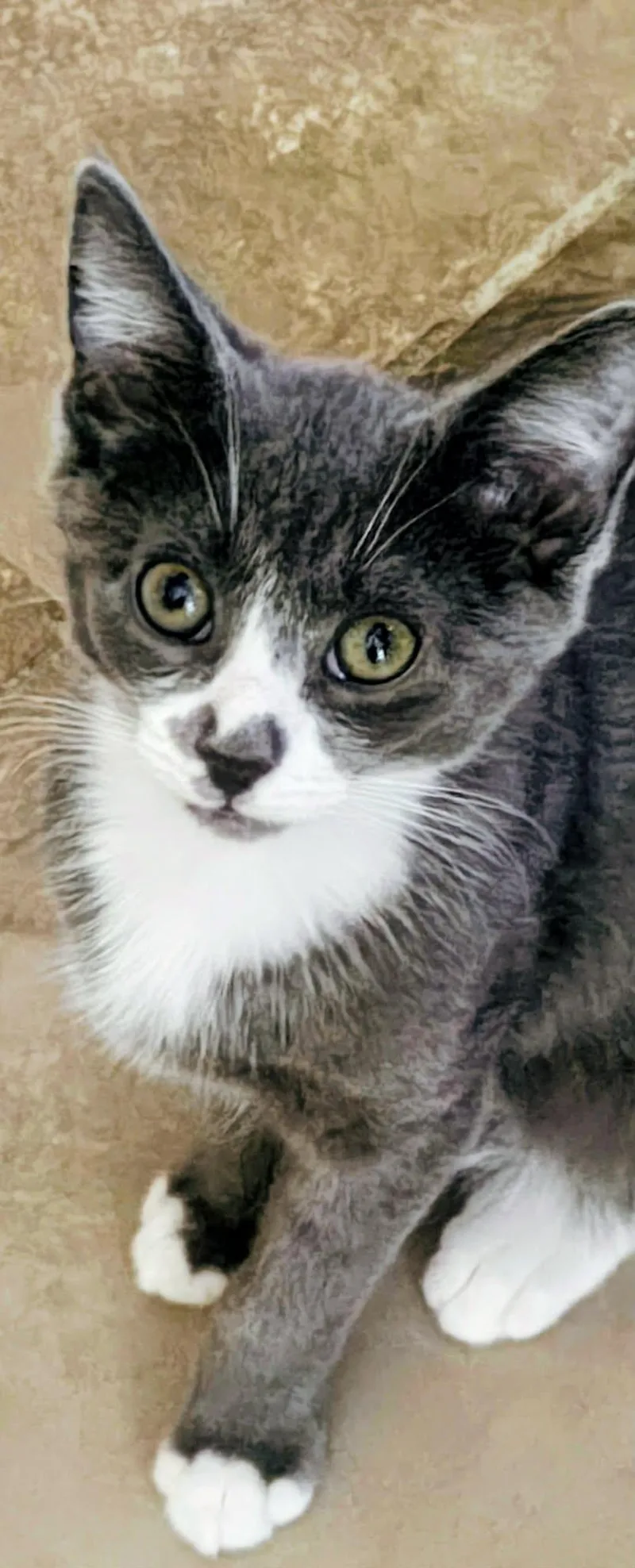 A baby medium-sized male Gray & White Domestic Short Hair cat named Phin for adoption in Springfield, PA
