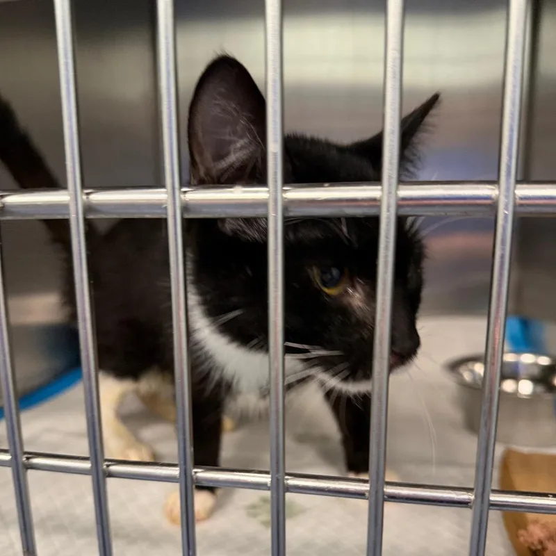 An adult medium-sized female Black Domestic Short Hair cat named Tinkerbell for adoption in Greensboro, NC