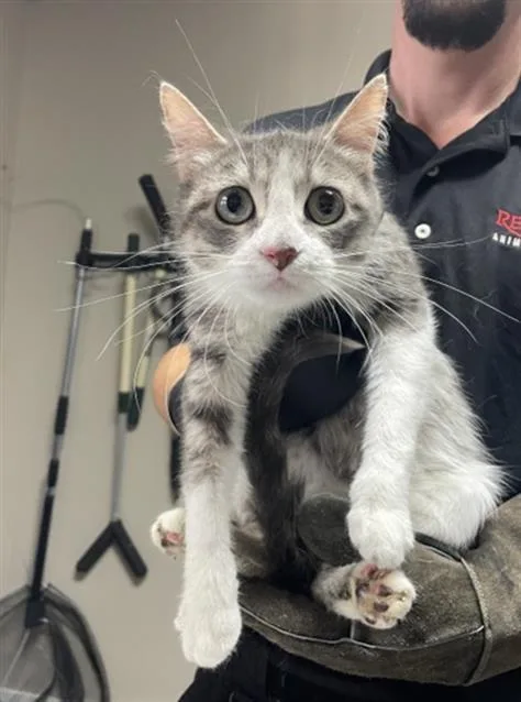A young small-sized female Domestic Short Hair cat named Pearl for adoption in Redlands, CA