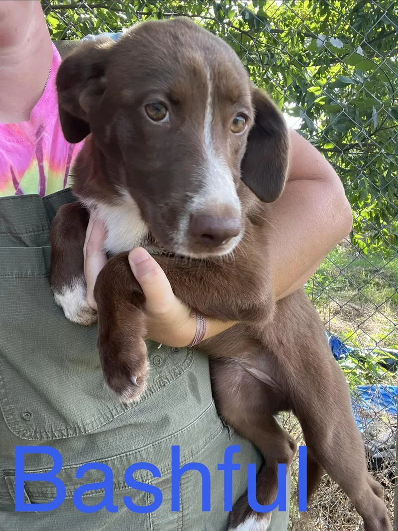 A baby medium-sized female Australian Shepherd dog named Bashful for adoption in Zimmerman, MN