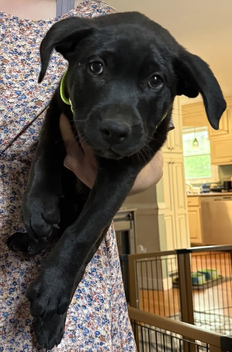 A baby large-sized male Labrador Retriever dog named Havarti for adoption in Garner, NC