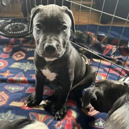 A baby medium-sized male Terrier dog named Draco for adoption in Elk Grove Village, IL
