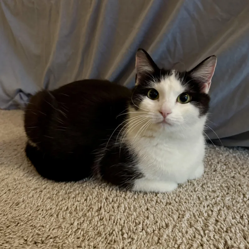 A young medium-sized female Black & White / Tuxedo Domestic Short Hair cat named Pesto for adoption in Richmond, VA