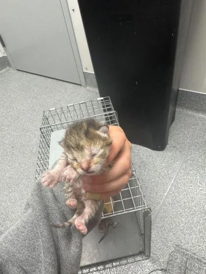 A baby small-sized female Domestic Short Hair cat named Sunny Side Up for adoption in Sevierville, TN