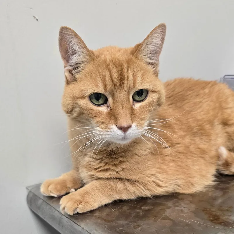 A senior medium-sized male Orange / Red Domestic Short Hair cat named Julius for adoption in Concord, NC