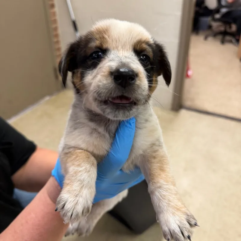 A baby small-sized male Red / Chestnut / Orange Australian Cattle Dog / Blue Heeler dog named Teven for adoption in Birmingham, AL