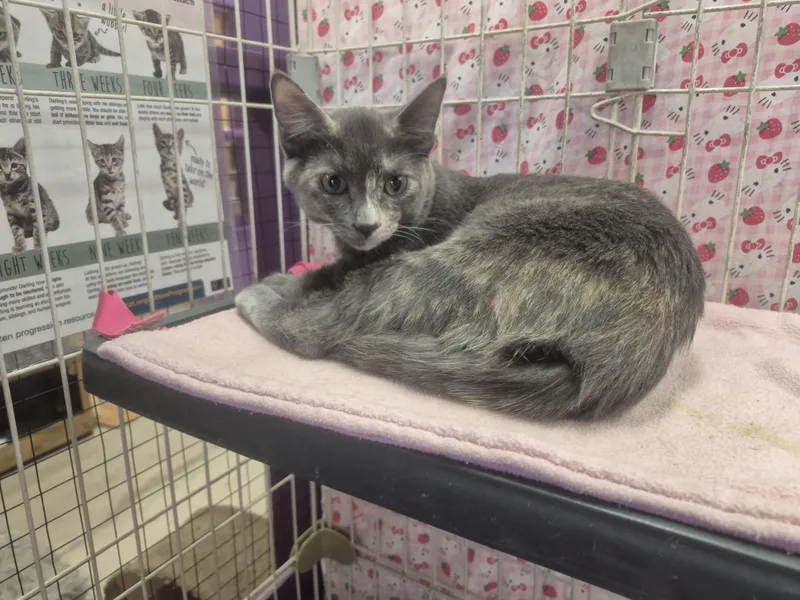 A young large-sized female Dilute Tortoiseshell Domestic Short Hair cat named Roo for adoption in Albuquerque, NM
