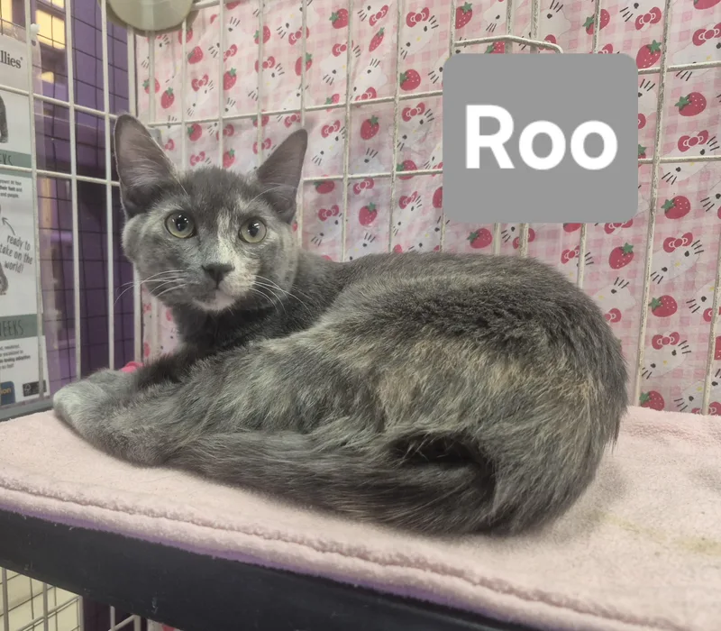 Roo thumbnail 2