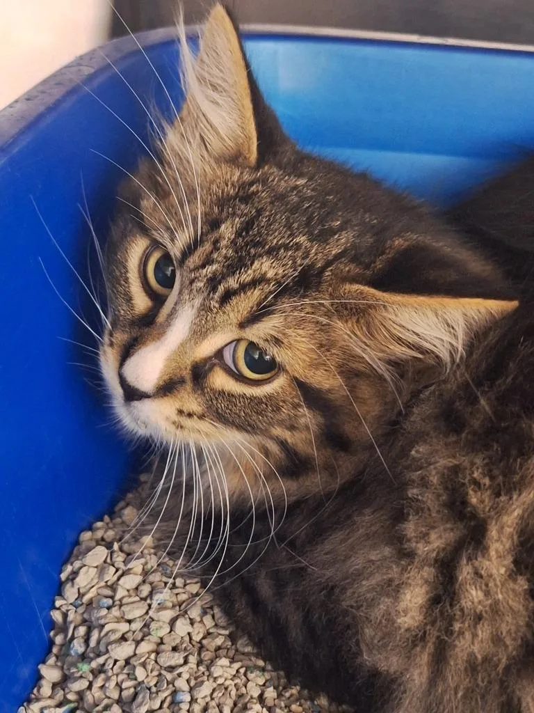 A baby large-sized male Domestic Medium Hair cat named Eraser for adoption in Grand Forks, ND