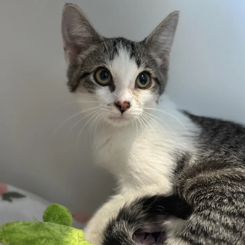 A baby small-sized female Brown / Chocolate Domestic Short Hair cat named Ana for adoption in Matteson, IL