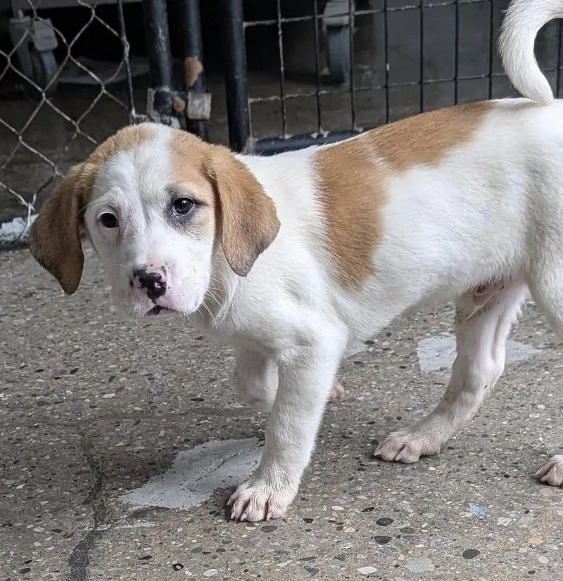 Pillsbury thumbnail 3