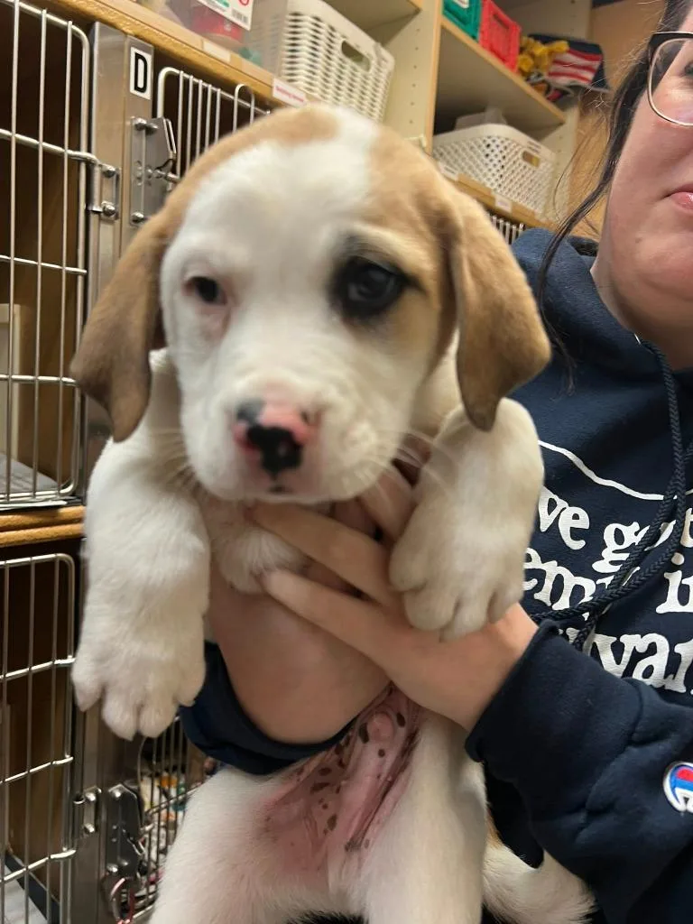 Pillsbury thumbnail 4