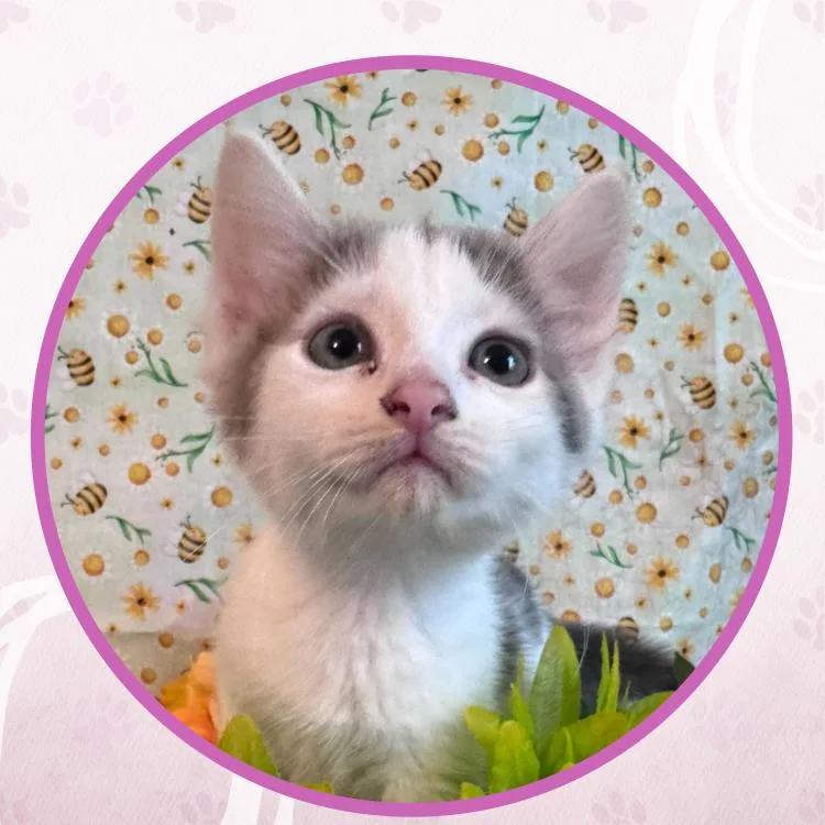 A baby small-sized male Domestic Short Hair cat named Kingda Ka for adoption in Toms River, NJ