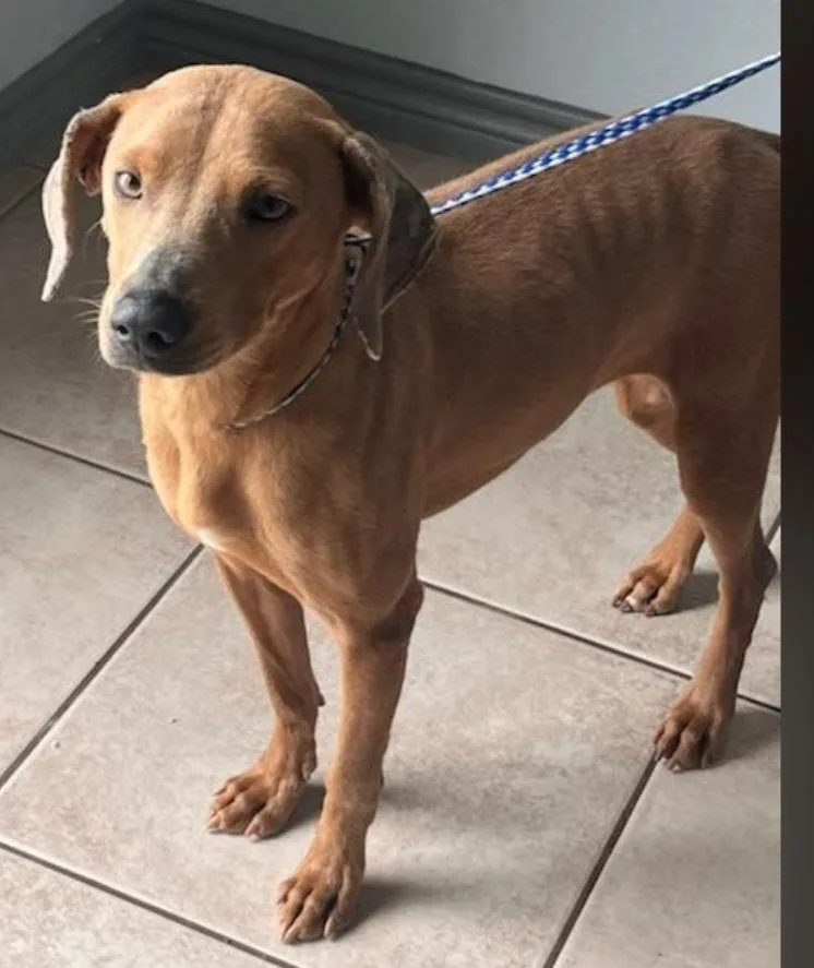 An adult medium-sized female Yellow / Tan / Blond / Fawn Mixed Breed dog named Dolly for adoption in Houston, TX