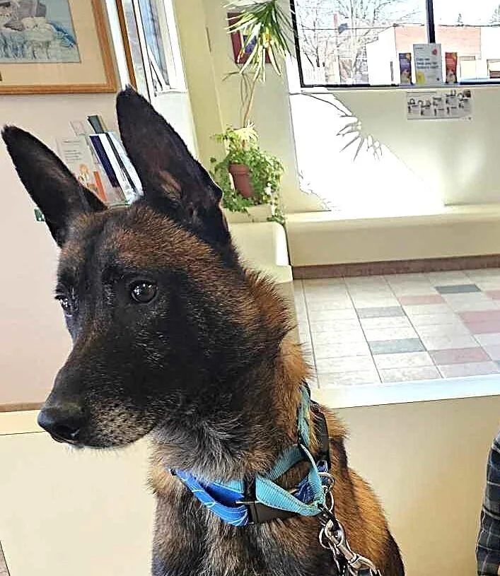 Ziggy  Located In thumbnail 2