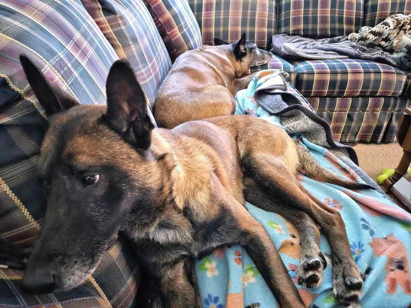 Ziggy  Located In thumbnail 3