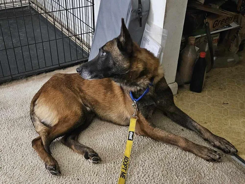 Ziggy  Located In thumbnail 6