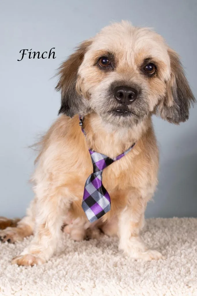 An adult small-sized male Lhasa Apso dog named Finch for adoption in Gilbert, AZ