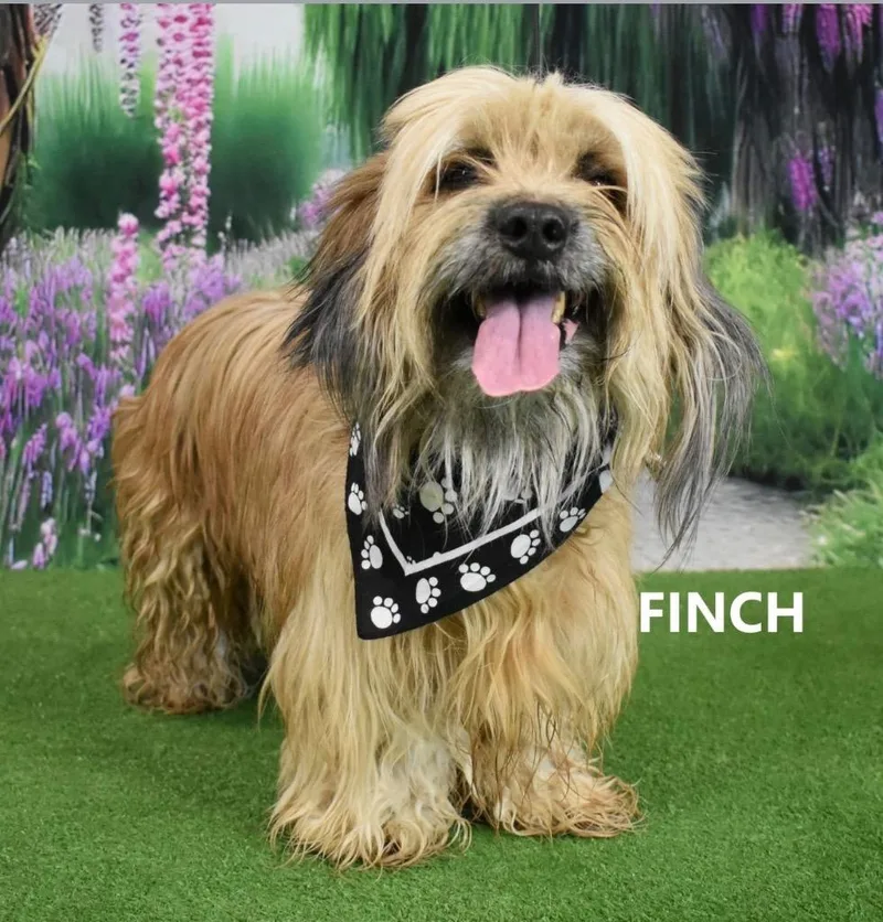 Finch thumbnail 3