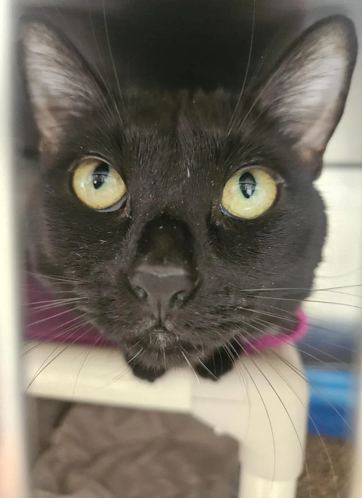 A young medium-sized female Domestic Short Hair cat named Luna for adoption in Pomona, NY