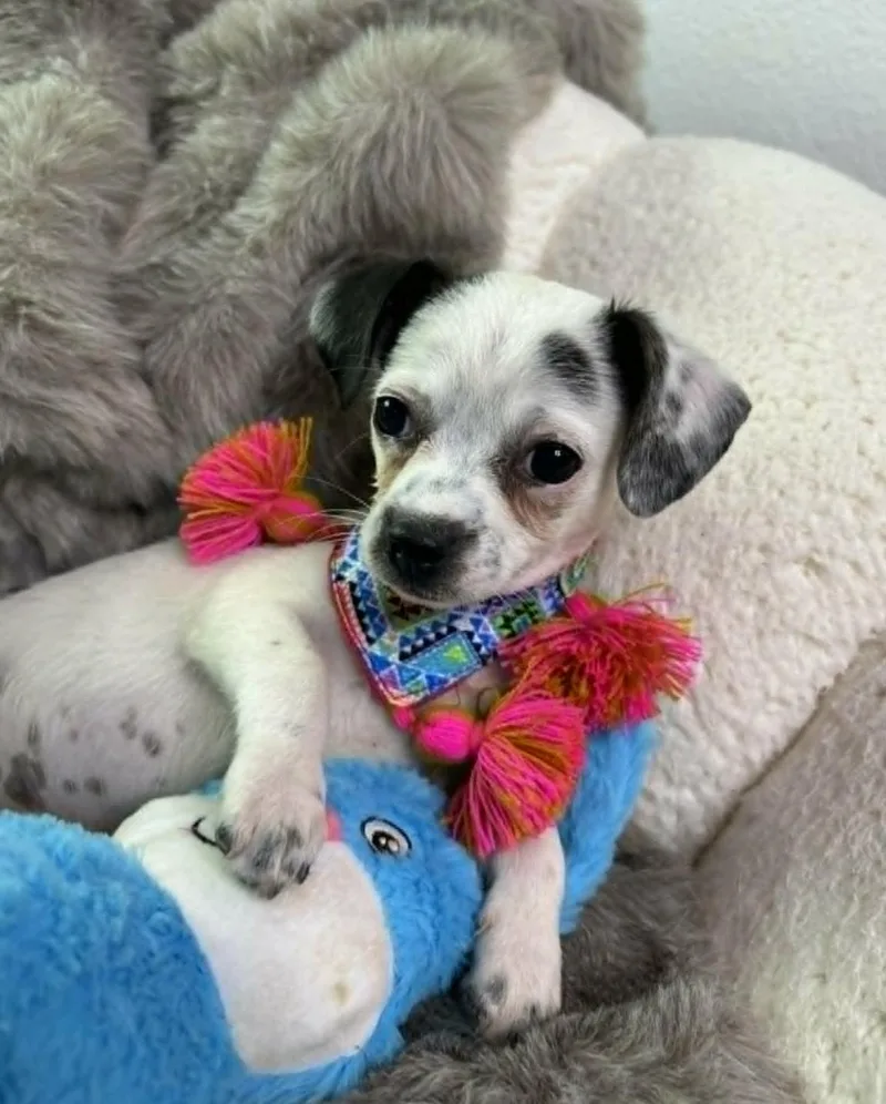 A baby small-sized female Chihuahua dog named Joyce for adoption in Allen, TX