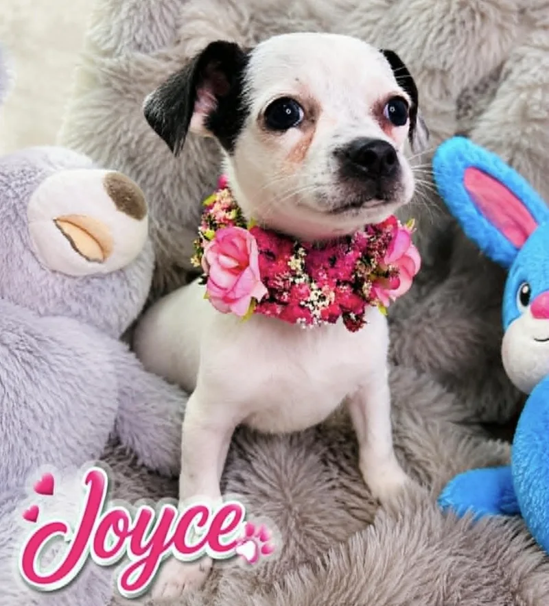 Joyce thumbnail 5