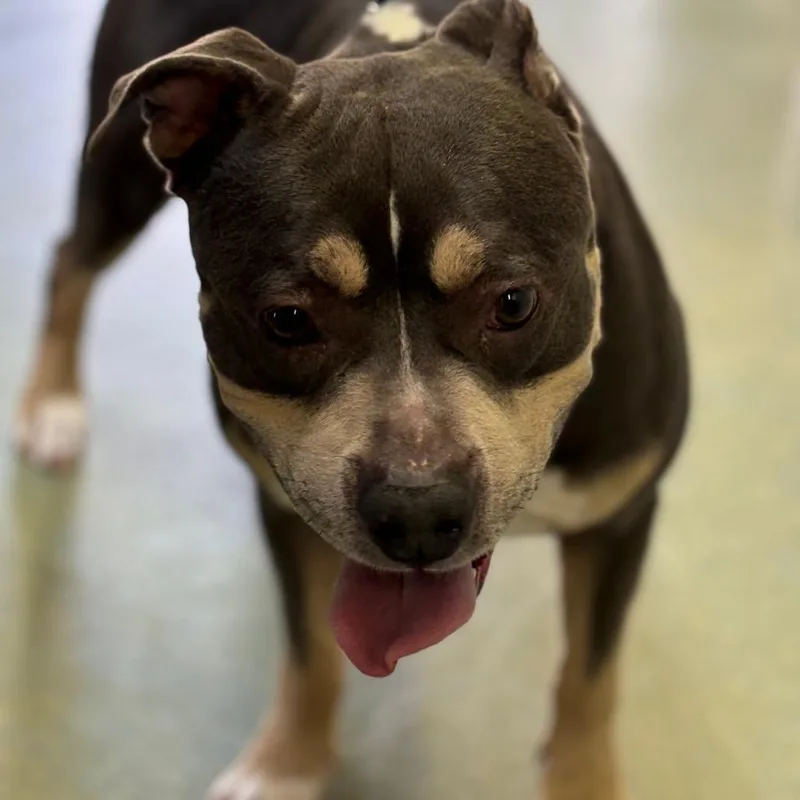 An adult large-sized male Gray / Blue / Silver American Staffordshire Terrier dog named Bane for adoption in Birdsboro, PA