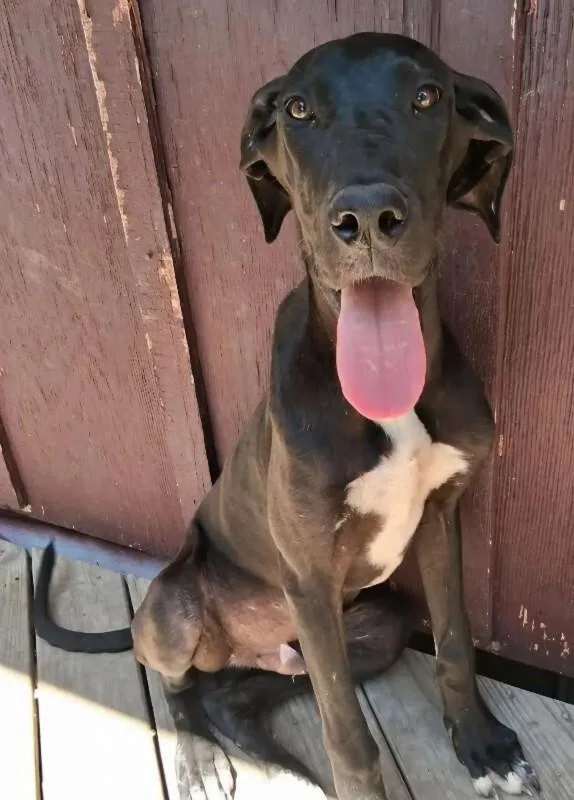 Loki