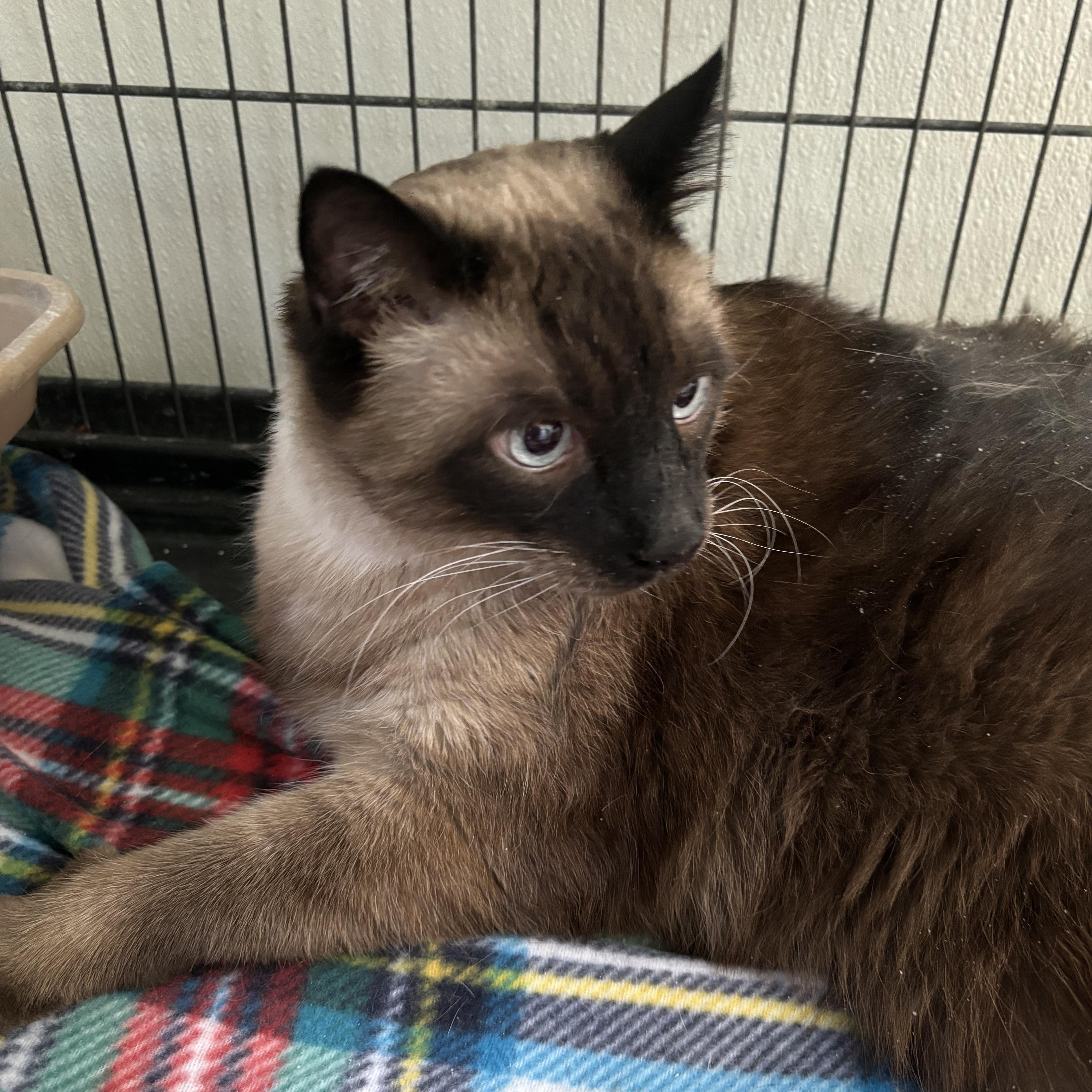 A senior extra large-sized male Black Siamese cat named Liam for adoption in Deming, NM