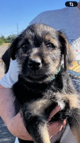 Waylon