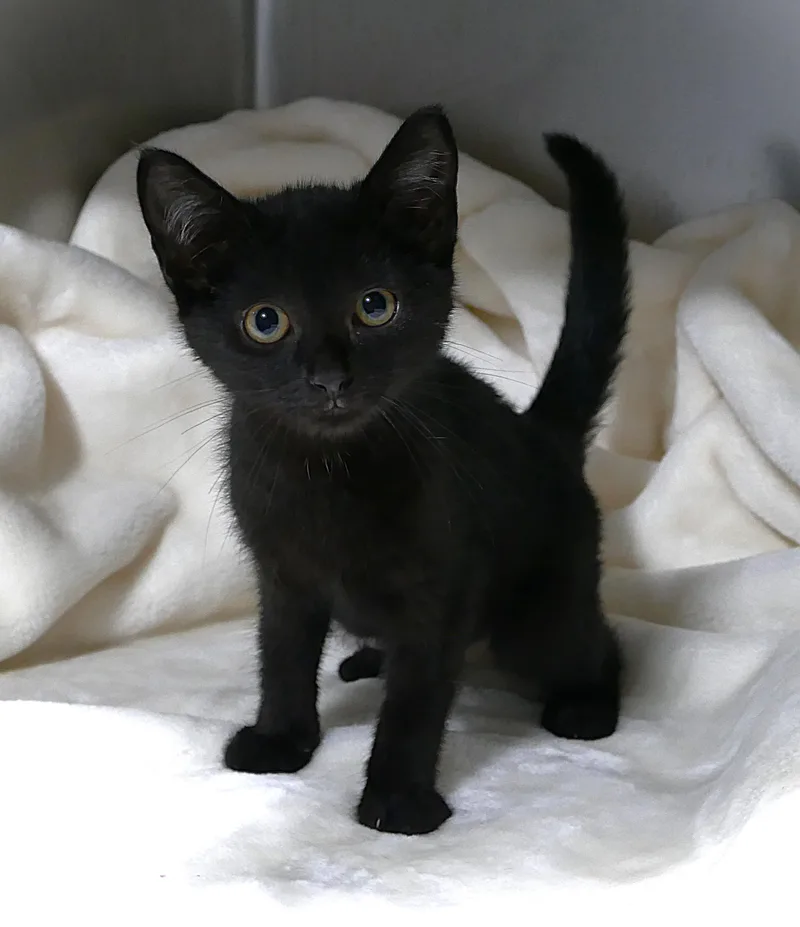 A baby medium-sized female Black & White / Tuxedo Domestic Short Hair cat named Fenella for adoption in Beechbottom, WV