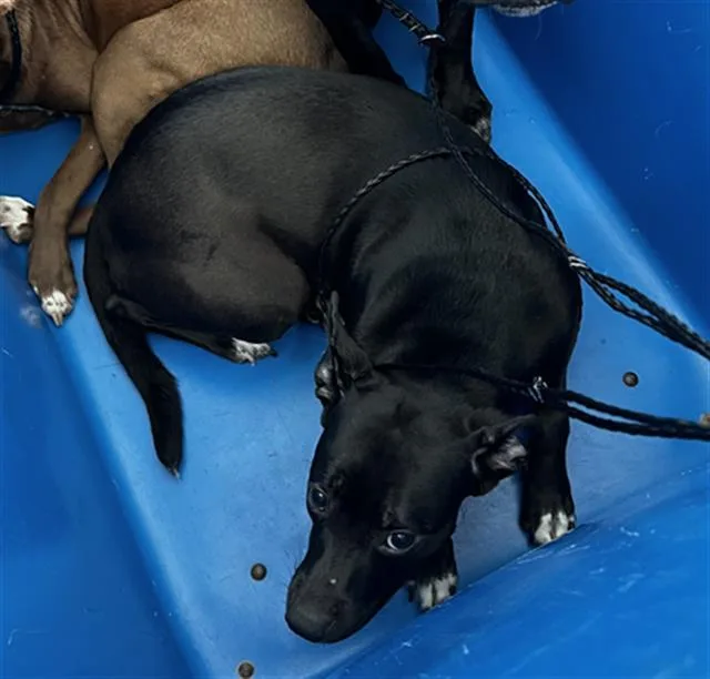 A young large-sized female Mixed Breed dog named Susan for adoption in Dallas, TX