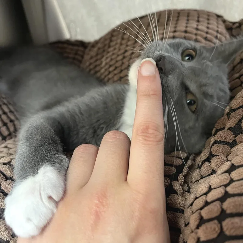 A baby small-sized male Gray / Blue / Silver Domestic Short Hair cat named Gloobert for adoption in York, PA