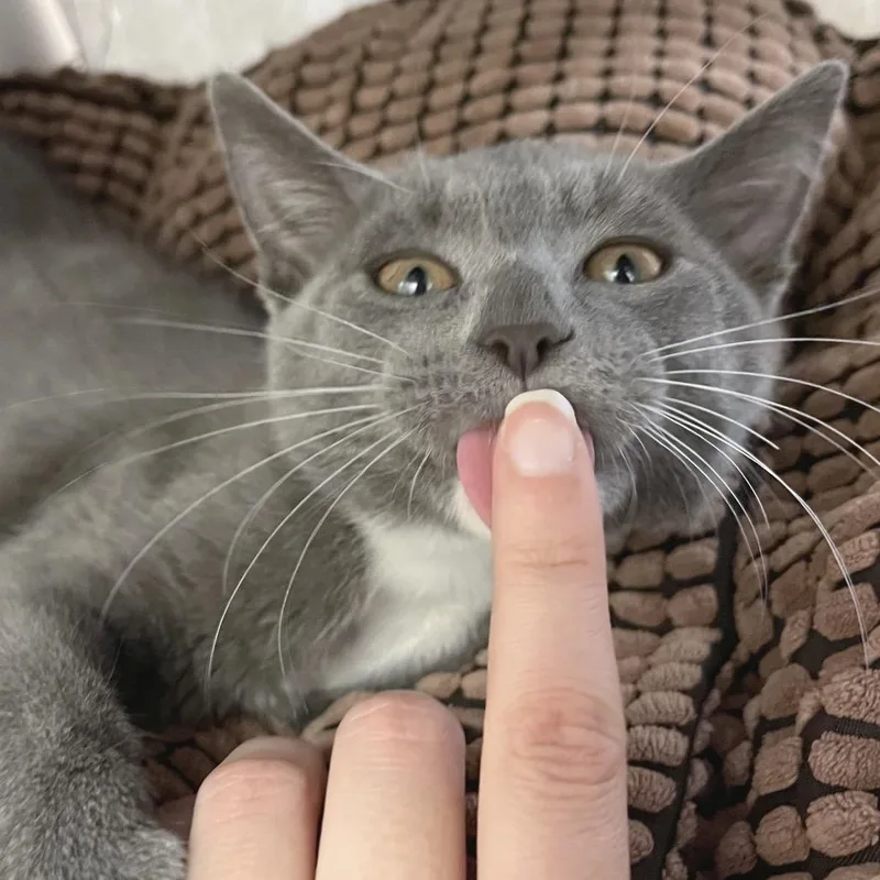Gloobert thumbnail 3