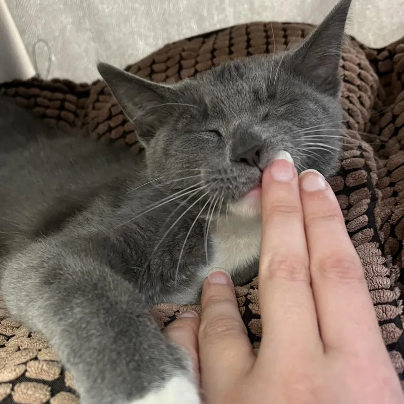 Gloobert thumbnail 4