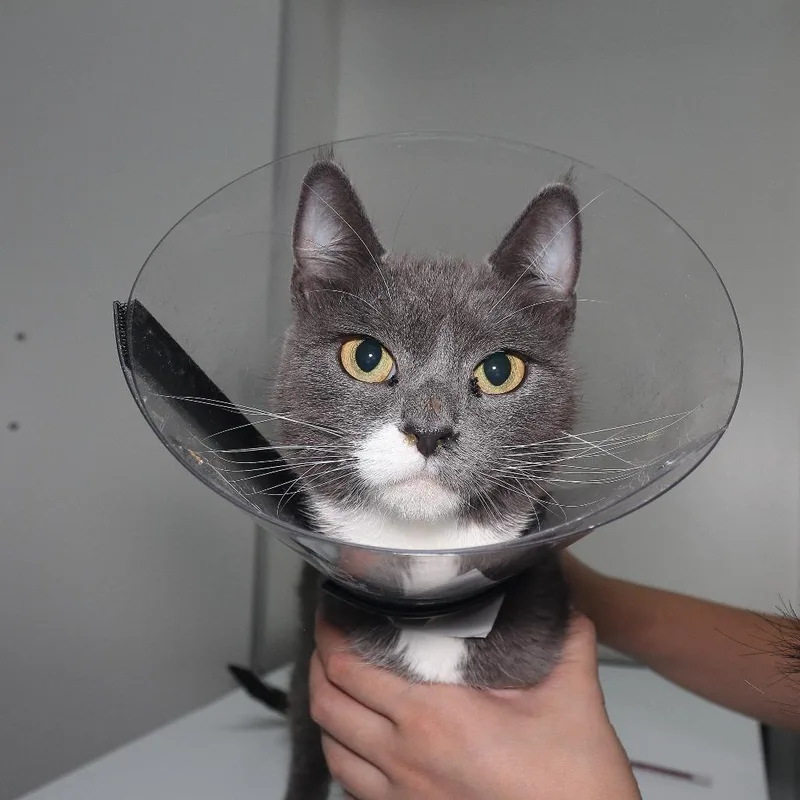 A young small-sized female Gray / Blue / Silver Domestic Short Hair cat named Moonbeam Reyes for adoption in Merrifield, VA