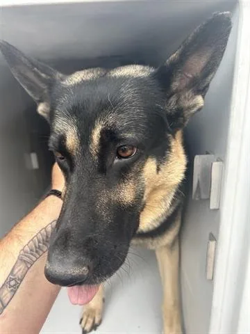 An adult large-sized male German Shepherd Dog dog named Law for adoption in Houston, TX