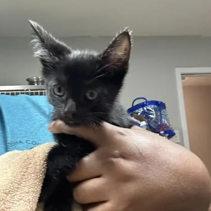 A young medium-sized male Domestic Short Hair cat named Wally for adoption in Kansas City, MO