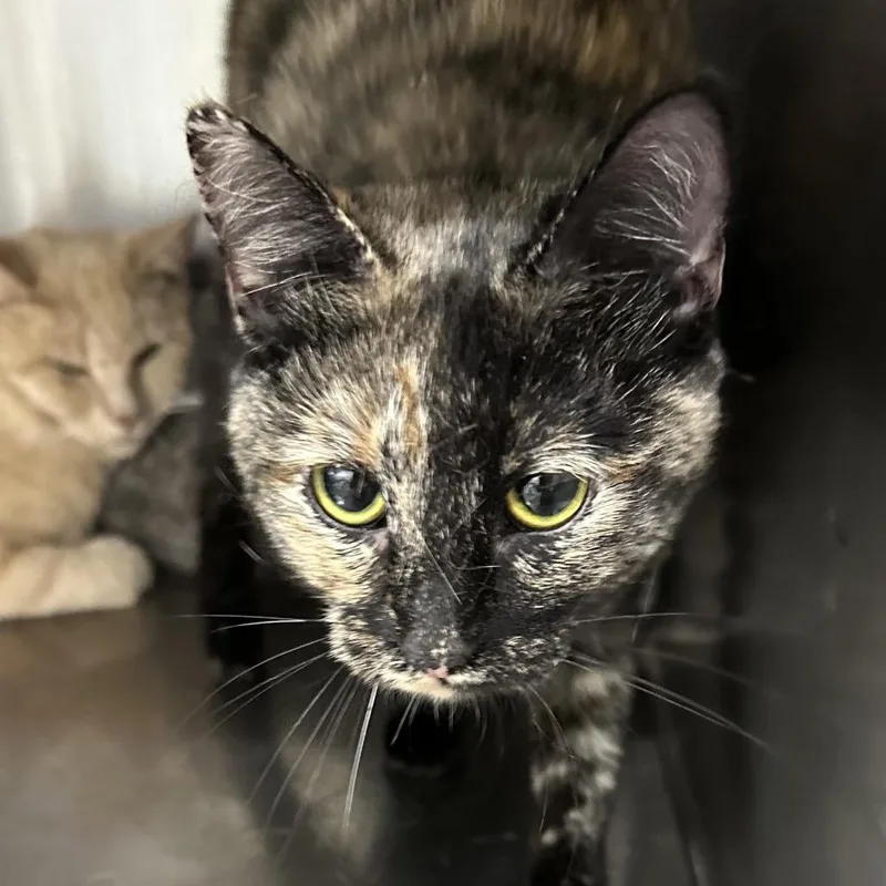 An adult small-sized female Domestic Short Hair cat named Karly for adoption in Corbin, KY