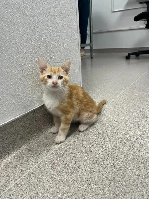 A baby medium-sized male Domestic Short Hair cat named Rocket for adoption in Minot, ND