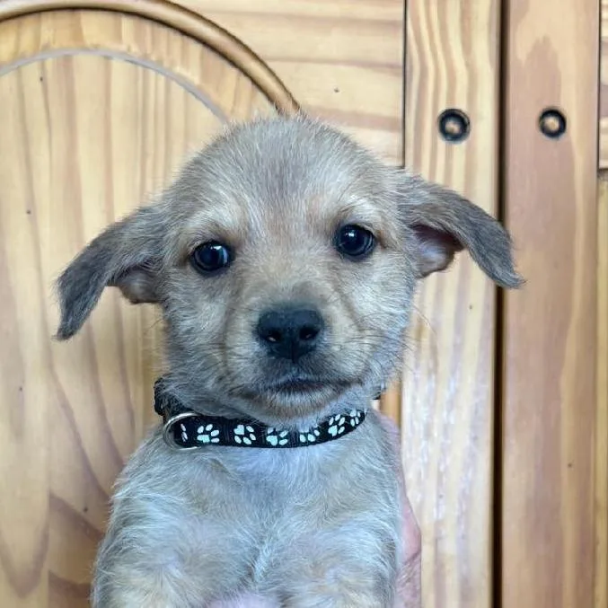 A baby small-sized male Yellow / Tan / Blond / Fawn Chihuahua dog named Kerry for adoption in Phoenix, AZ
