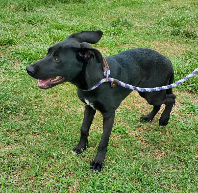 A young large-sized female Black Labrador Retriever dog named Star for adoption in Tomball, TX