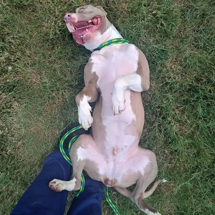 Hazel