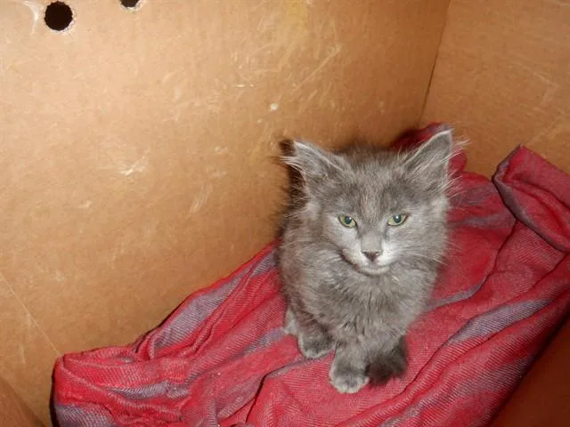 A baby small-sized female Domestic Short Hair cat named Papaya for adoption in San Jose, CA