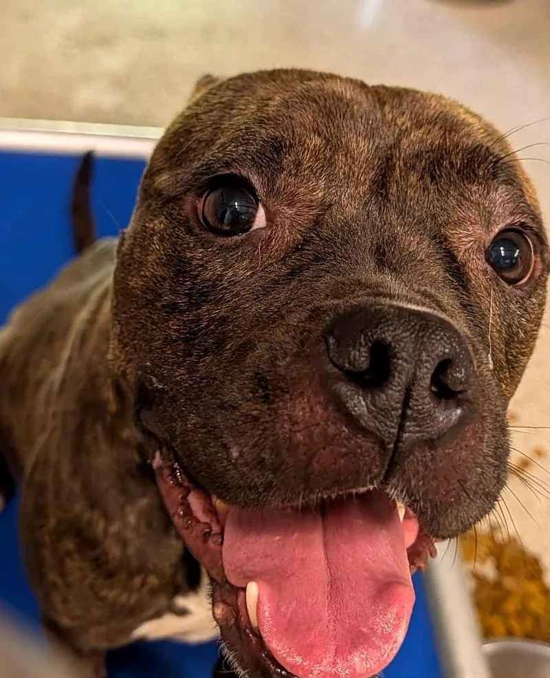 A young medium-sized female Brindle Pit Bull Terrier dog named French Fry for adoption in Petersburg, VA
