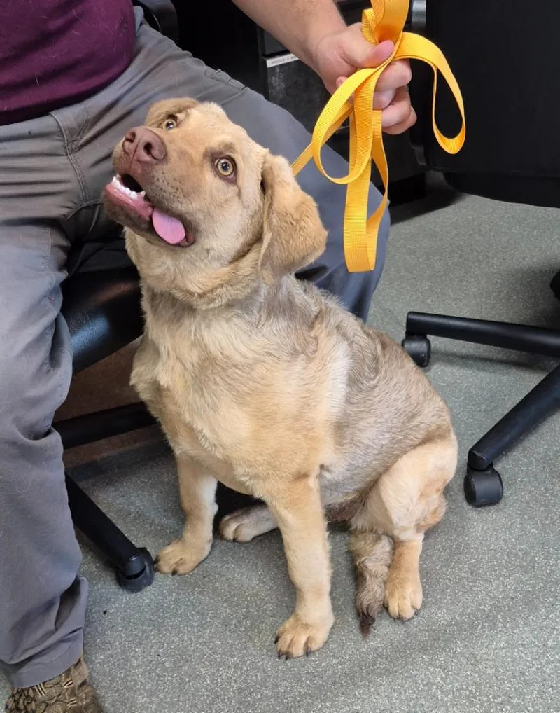 A baby medium-sized female Chesapeake Bay Retriever dog named Penny Potts for adoption in East Ridge, TN