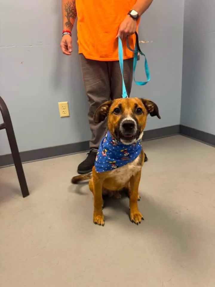 A young medium-sized male German Shepherd Dog dog named Roscoe for adoption in Zanesville, OH