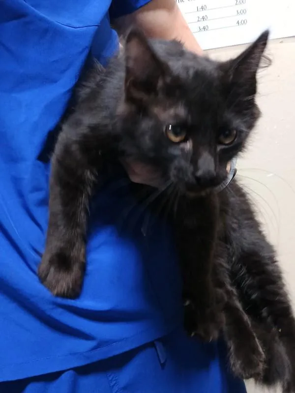 An adult large-sized male Domestic Medium Hair cat named Chester for adoption in Dallas, GA