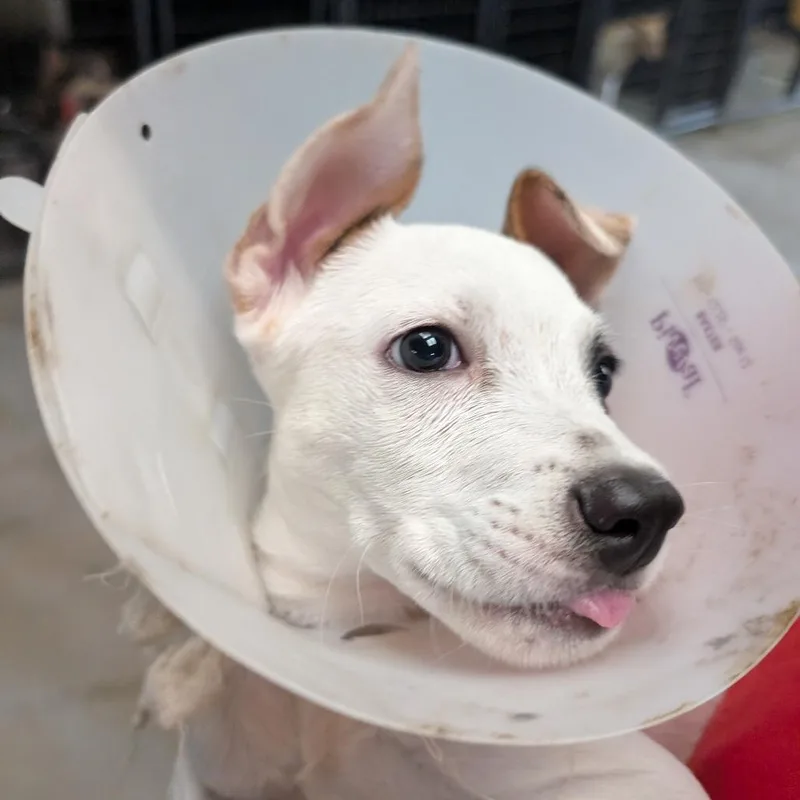 A baby large-sized male White / Cream Mixed Breed dog named Nick Jonas for adoption in Leander, TX