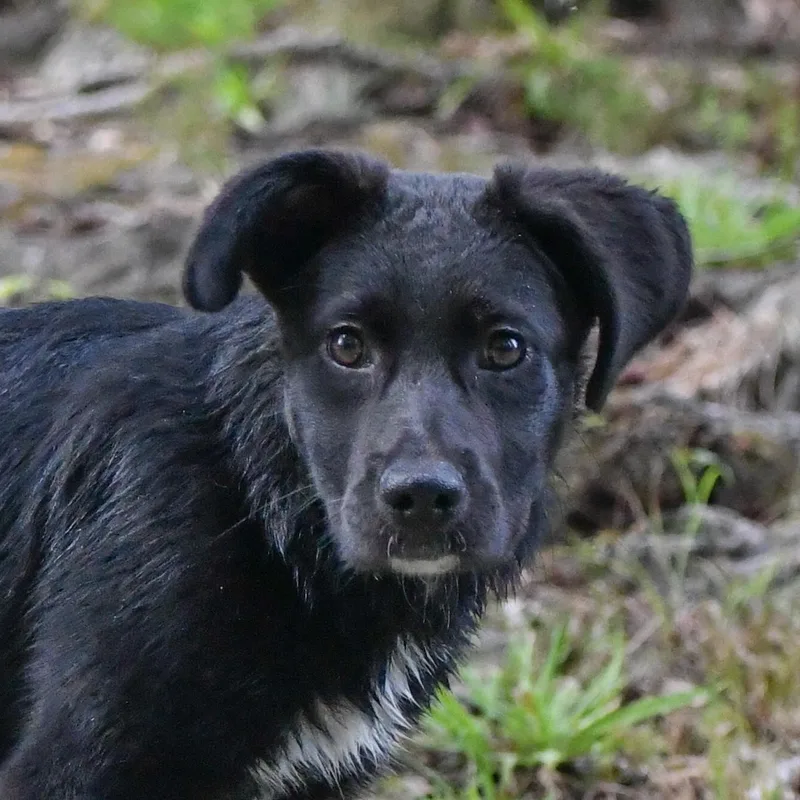 A baby medium-sized female Black Labrador Retriever dog named Dusk for adoption in Richmond, VA